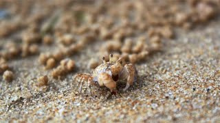 去海边赶海，抓到了蛏子王，海螺和海参。还有一捆生蚝是随便捡