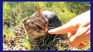 陽のあたる斜面で寝ていた野良猫をナデナデしたら喜んで懐いてきた