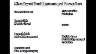 Hippocampal Formation