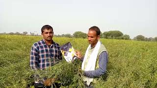 Ifsa 46S47 mustard visit Chittorgarh Rajasthan 9929657199