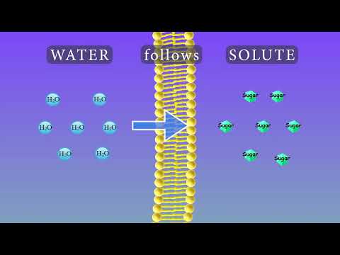 How does concentration affect osmosis?