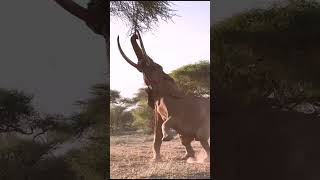 Big Tusker Elephant Has To Really Reach For Breakfast