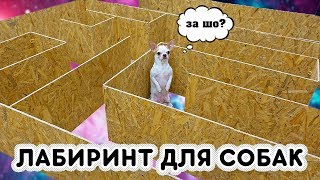 ОГРОМНЫЙ ЛАБИРИНТ ДЛЯ СОБАК! Кто первым найдет выход?