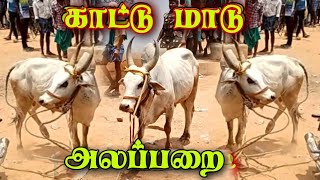 காட்டு மாடு அலப்பறை முதல் வாடி jallikkattu video 💥