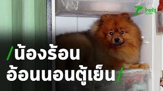 ปอมเมอเรเนียนขี้อ้อน อากาศร้อนขอนอนในตู้เย็น | Thairath Online