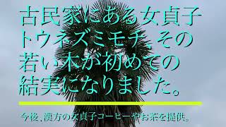 古民家にある女貞子トウネズミモチ、その若い木が初めての結実になりました。