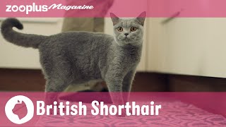 British Shorthair breed portrait: Character, care \u0026 nutrition