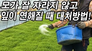 20년차 벼농사꾼이 알려주는 모판에 \