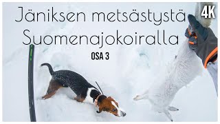 BWH: Jäniksen metsästystä suomenajokoiralla Osa 3│Hare hunting with Finnish Hound Part 3│4K