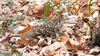 権現山バードサンクチュアリのトラツグミ　その１３（4K60P動画）