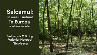 Salcâmul: în arealul natural, în Europa și utilizările sale