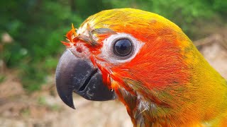 Sun conure singing after shower : conure bird sounds 1 hour Funny bird sounds.