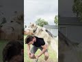 flying dog tackles dogsofyoutube funnyanimals