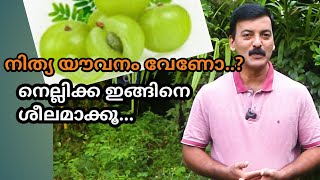 നിത്യ യൗവനം വേണോ ?..നെല്ലിക്ക ഇങ്ങനെ ഉപയോഗിക്കൂ.. EPISODE - 194 || Streetlightnews by sabu joseph