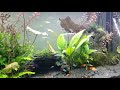 Fluval Roma 240 Aquarium By Aquaguy Uk