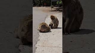 Barbary Macaque Monkeys, Azrou Morocco