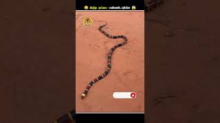 Colourful ஆன ரொம்பவே விஷம்வாய்ந்த பாம்புகள் || Coral Snake and King Snake || Animal Voiceover Tamil