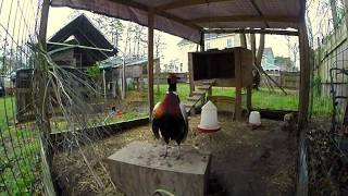 Ringneck Pheasant Courtship