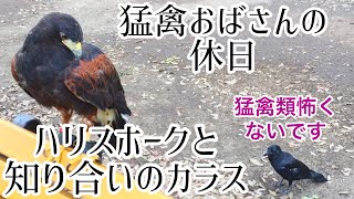 【顔馴染み】ハリスホークと知り合いのカラス