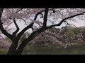 【旅エイター】桜前線『三ツ池公園・ビデオ映像①』　神奈川県横浜市・一人旅