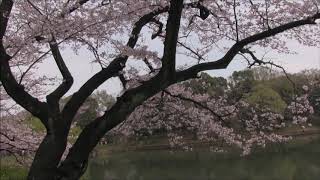 【旅エイター】桜前線『三ツ池公園・ビデオ映像①』　神奈川県横浜市・一人旅