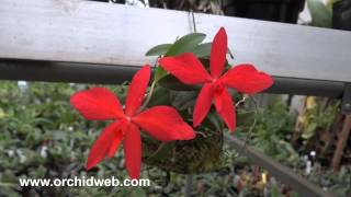 OrchidWeb - Sophronitis coccinea (1/2 aurea)