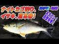 【夜釣り&カゴ釣り】夏本番、遠投カゴ釣りで35センチ良型イサキゲット！