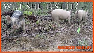 Training pigs to electric fence and free fence post from cedar trees!