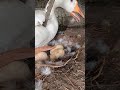 വാത്ത മുട്ട ഇടാൻ തുടങ്ങി goose farming