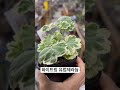 국민제라늄 화이트링 제라늄 제라늄 제라늄키우기 화이트링 팬시제라늄 geranium pelagonium