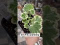 국민제라늄 화이트링 제라늄 제라늄 제라늄키우기 화이트링 팬시제라늄 geranium pelagonium