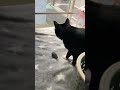 行かないで欲しい気持ちをねずみにたくす猫🐈‍⬛【tuxedo catざきお】