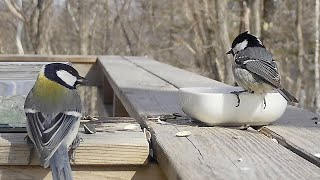 頑張れヒガラ！オラつきシジュウカラに睨まれてう◎こする（2022/03/06-07 八ヶ岳本日のかわいいお客さま速報)