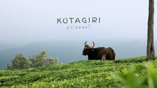 Kotagiri 🍃| Best stay | Away from town | Nilgiris | Cinematic | Spot wild animals  | Shola Gardens |