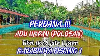 ADU UMPAN MURNI DI LOMBA REGULER MARABUNTA 1 - NO KROTO, POA, TJ DAN PELET !!!