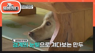 입질 폭격기 만두♨  음식에 대한 집착이 공격성으로.. 충격에 빠진 상황실!! [개는 훌륭하다/Dogs Are Incredible] | KBS 210412 방송