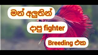 මන් අලුතින් දාපු fighter breeding එක කොහොමද කියලා