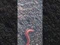 millipede