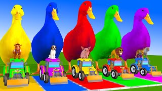 5 Giant Duck Cartoon,Cow,Dog,Tiger,Lion,Pig,Dinosaur Paint Wild Animals Crossing Fountain Animation