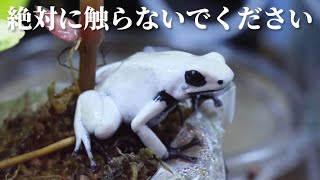 希少な純白ヤドクガエル1匹の値段がカエルにしては破格過ぎて腹痛起こしました