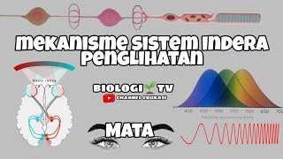 Mekanisme indera penglihatan, mekanisme melihat. cara kerja mata | Biologi sma kelas 11 sistem indra