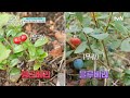 셋방즈로 알아보는 내비게이션의 중요성 유료광고포함 핀란드셋방살이 ep.3 tvn 241220 방송