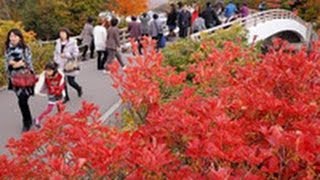 赤や黄色...紅葉本番　大沼公園で見ごろ  （2012/10/30）北海道新聞