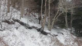 3 cougars in backyard, Digby Neck, NS