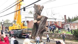 600 Year Old White Oak Removed