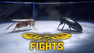 Bug Fights