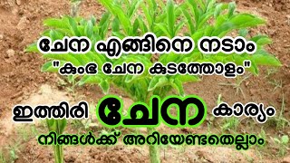 🔴ചേന എങ്ങിനെ നടാം| കുട്ടികളിൽ കൃഷി സ്നേഹം വളർത്തുന്നതെങ്ങിനെ|ചേന കൃഷി |Elephant foot yam|#Honey Dews