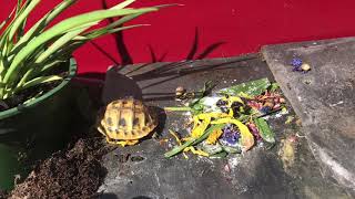 How to setup a young tortoise enclosure table setup DiY guide - indoor and outdoor tips and tricks