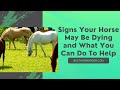 Signs Your Horse May Be Dying and What You Can Do To Help