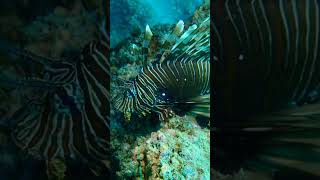 Discovering Underwater Wonders, Barra Reef Divers in Mozambique | SSI Certified Scuba Diving Resort